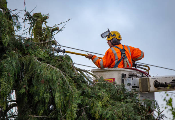 Best Tree Cabling and Bracing  in Central City, KY