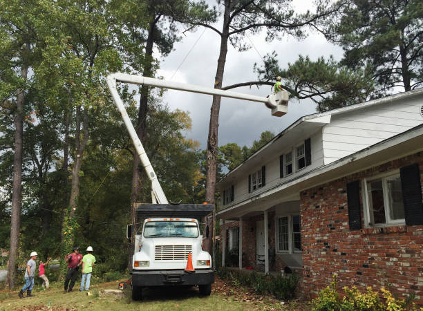 How Our Tree Care Process Works  in  Central City, KY