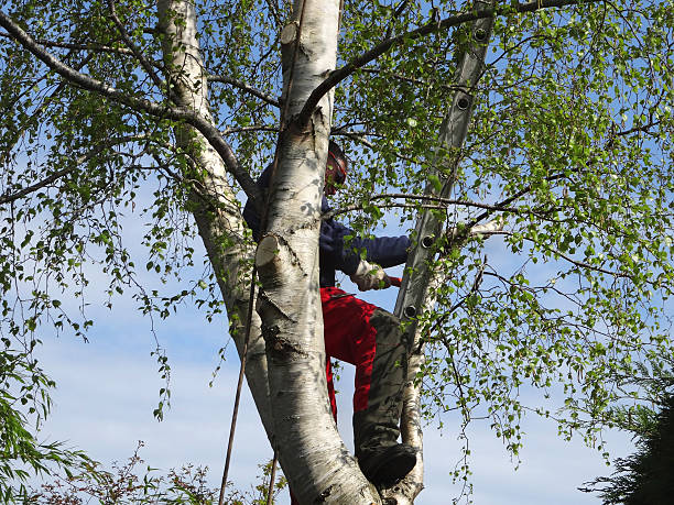 Professional Tree Care in Central City, KY